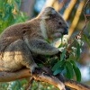 Koala - Phascolarctos cinereus o2827